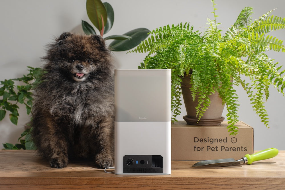 Monitor domácích mazlíčků Petcube Bites 2 Lite - iSTYLE CZ