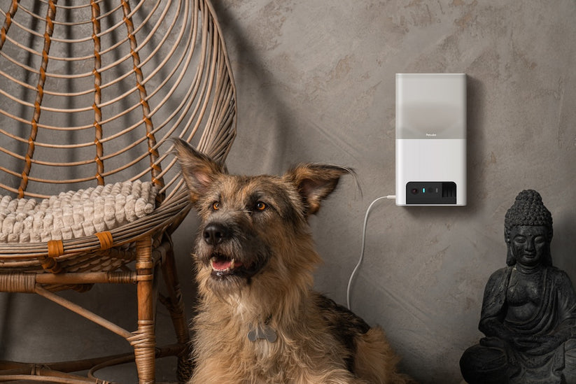 Monitor domácích mazlíčků Petcube Bites 2 Lite - iSTYLE CZ